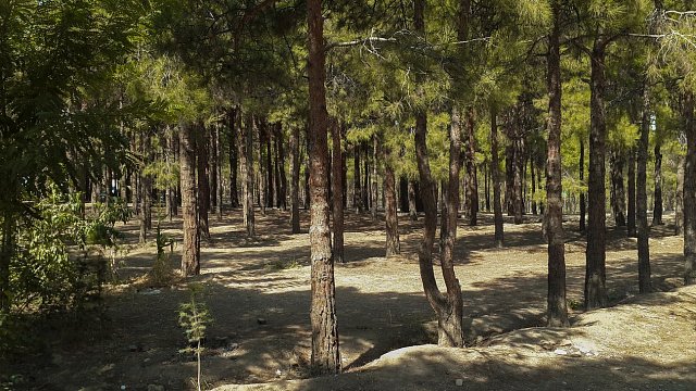Chitgar Forest Park Rehabilitation Project begins…