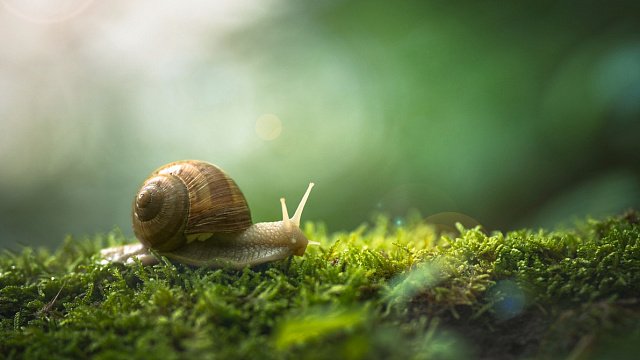 Vietnamese scientists identify new land snail…