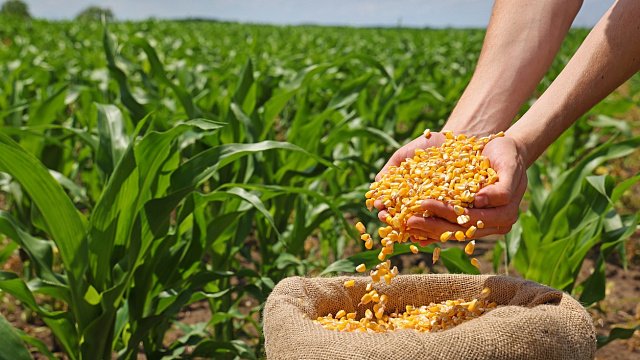 UAE provides Zimbabwe with grain to…