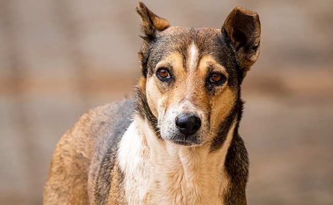 Stray Dog Seen Carrying Dead Newborn…