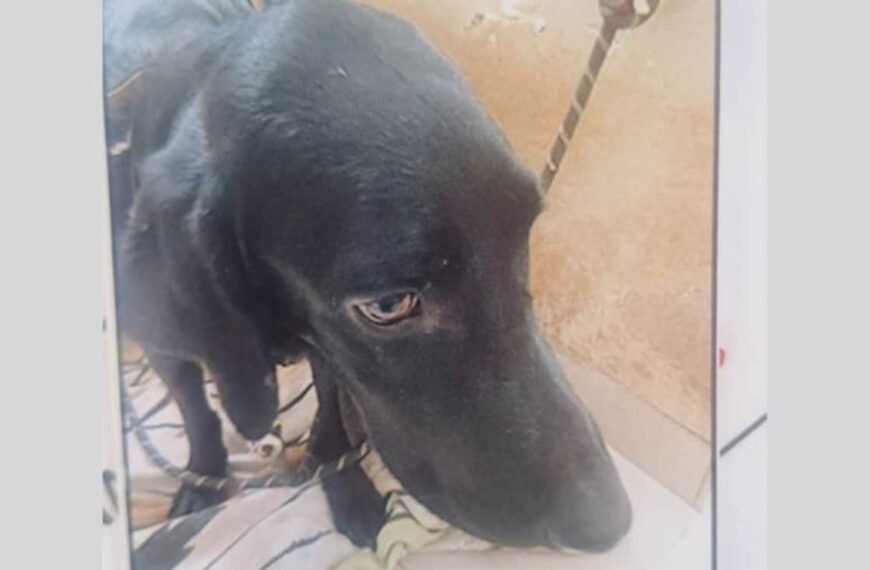 Woman Kills Pet Dog In ‘Tantric’…