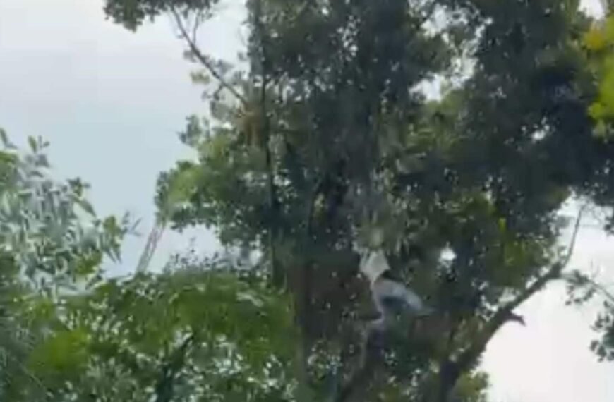 Video: Drunk Man Climbs Tree To Pluck Jackfruit In Bengaluru, Falls 50 Feet