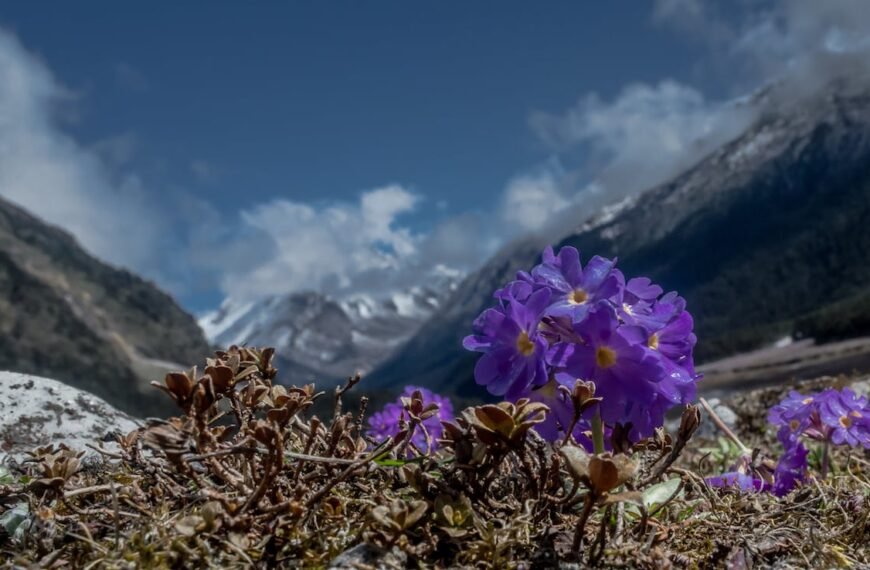 Sikkim Declares Yakten As India’s First…