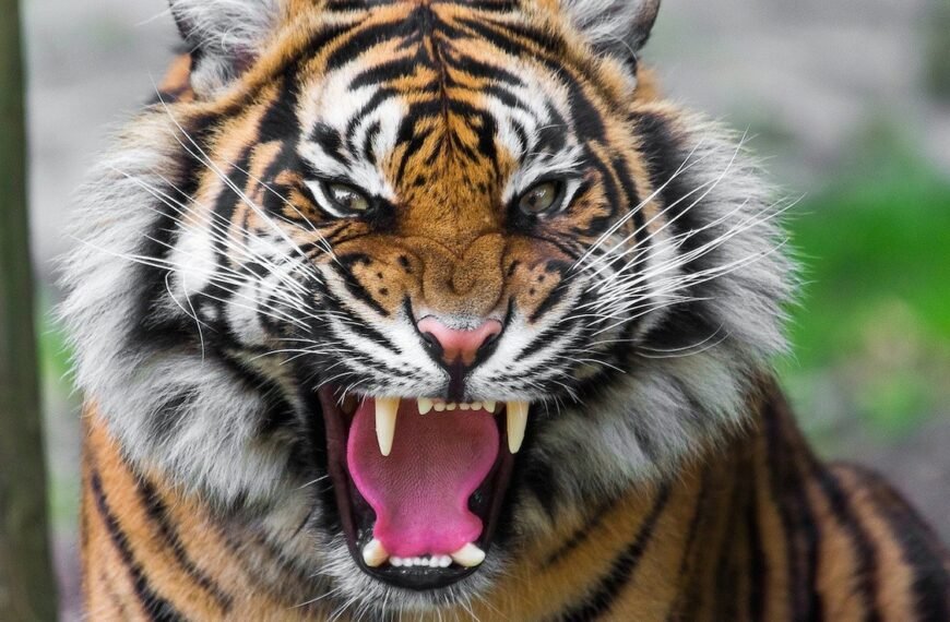 Tiger Warnings, Using AI: Maharashtra Reserve…