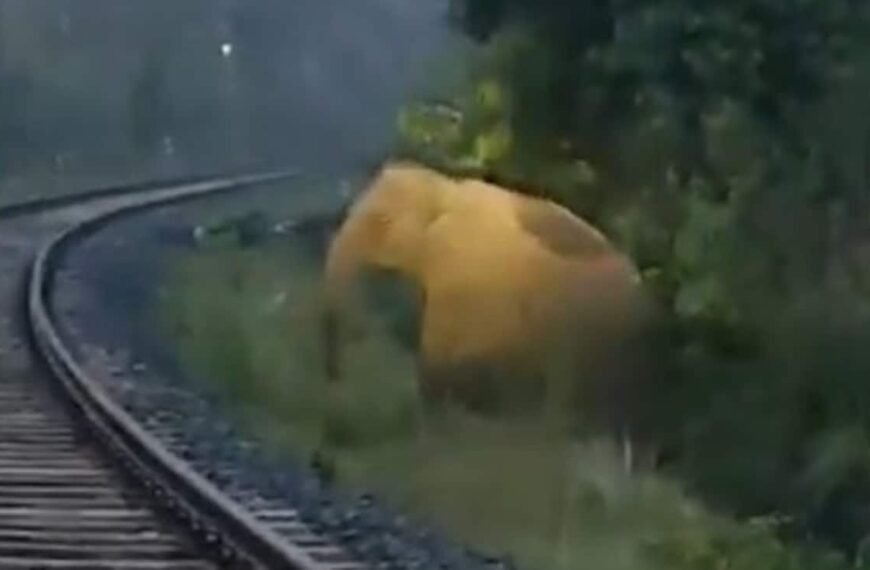 Watch: Train In Jharkhand Stops For…