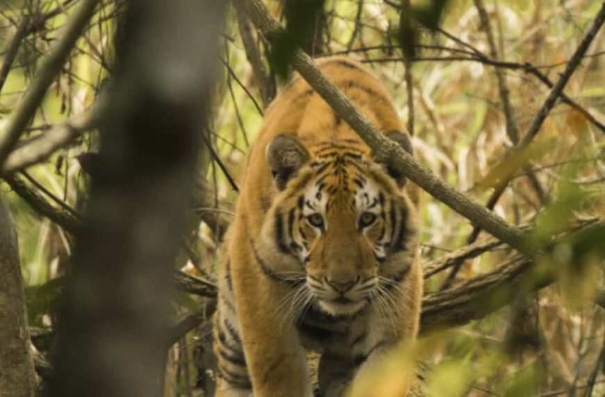 Assam’s Kaziranga Now Ranks Third Globally…
