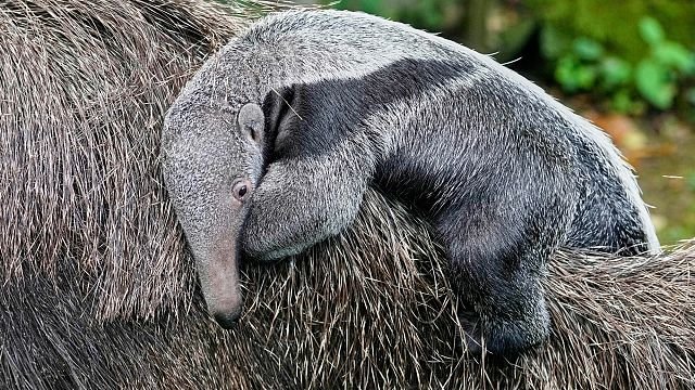 Giant anteater cub makes first appearance…