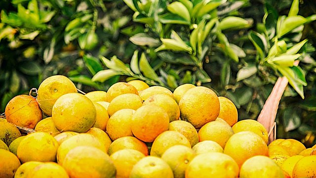 Egypt leads world in citrus exports…