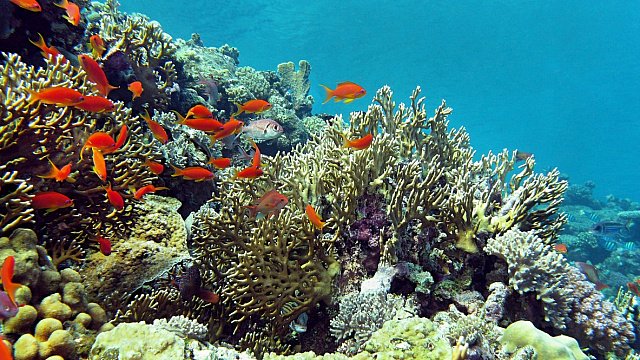 Red Sea coral reefs show promising…