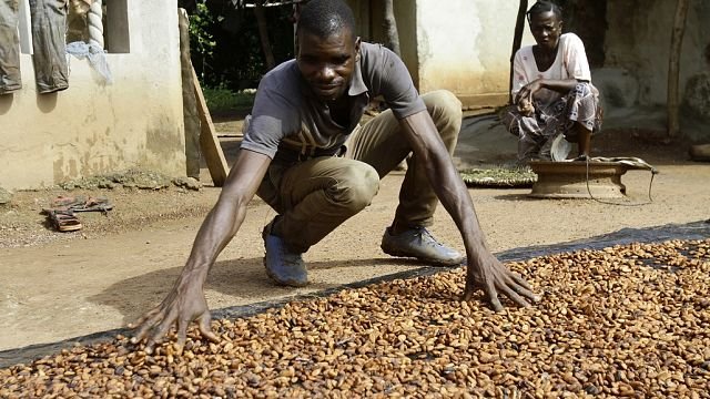 Ivory Coast sets new cocoa price…