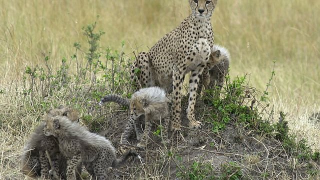 Somaliland: eleven cheetah cubs rescued from…