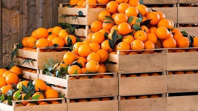 South Africa’s citrus exports rise by…