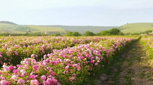 India to establish aromatic valleys