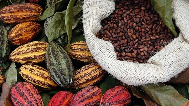 Venezuelan cocoa exports to more than&hellip;