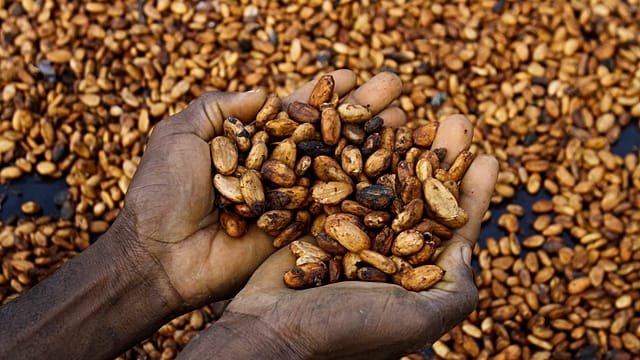 Ghana’s cocoa crisis deepens as buyers owe banks $750 Million
