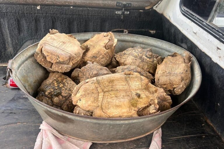facebook-marketplace-‘purchase’-leads-to-bucket-of-live-tortoises