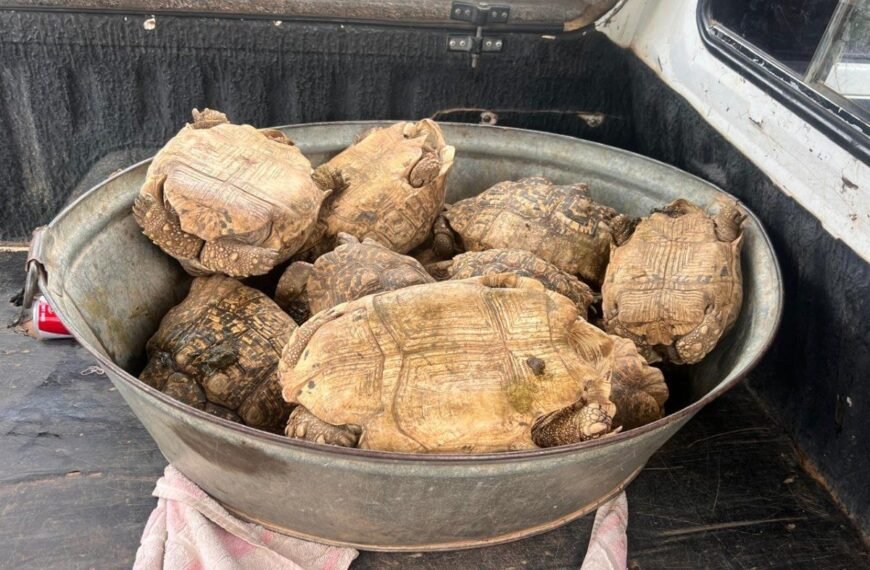 facebook-marketplace-‘purchase’-leads-to-bucket-of-live-tortoises
