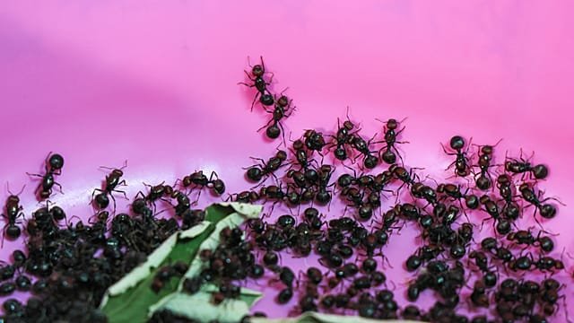 Two men appear in Nairobi court charged with illegally trading in ants