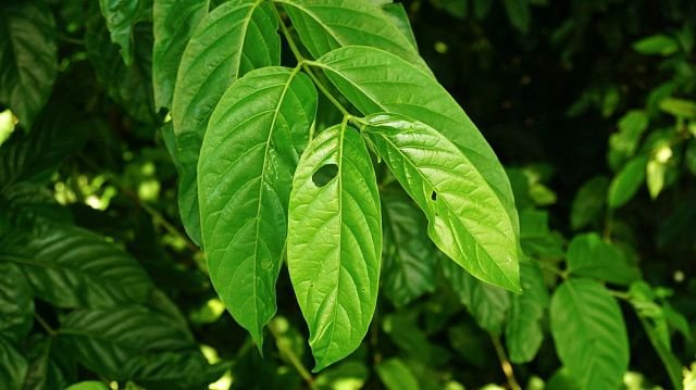 Indonesia plans to build gambier processing&hellip;