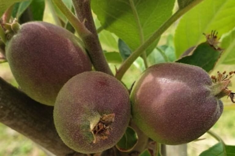 rare-apple-variety-first-planted-by-jan-van-riebeeck-returns-to-cape-town
