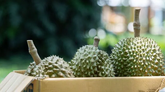 Vietnam expands fruit exports with durian&hellip;