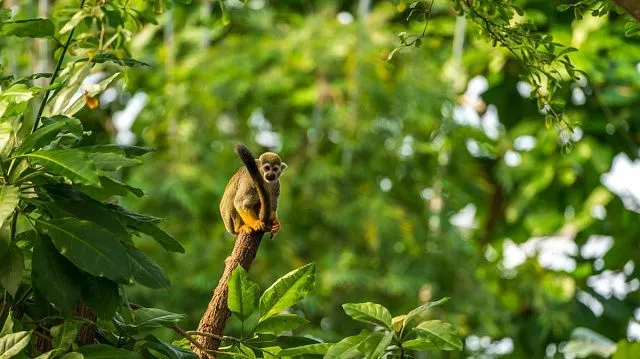 Amazon deforestation in Brazil drops 20.6%…