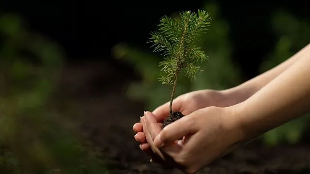 Belarus nears annual reforestation target with&hellip;
