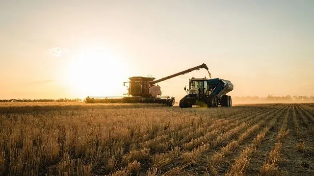 Ethiopia becomes Africa’s largest wheat producer…