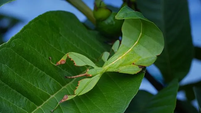 Chinese province discovers rare species of&hellip;