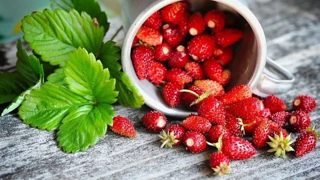 Russian breeders develop variety of garden&hellip;