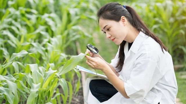 China discovers method to increase maize&hellip;