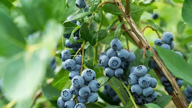 Zimbabwe boosts berry exports amid rising…