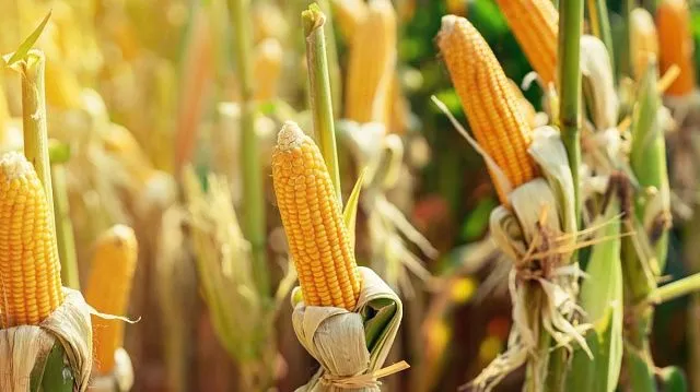 National competition confirms new maize yield&hellip;
