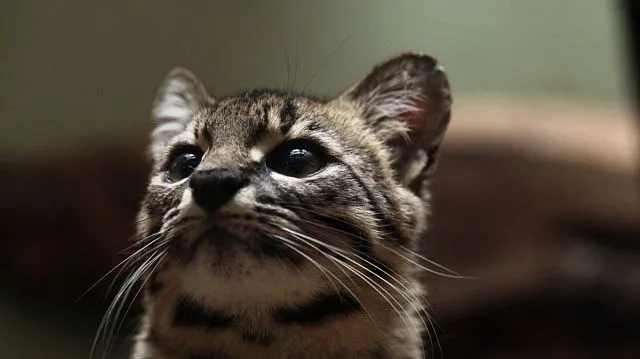 Andean puma reappears in Argentina after&hellip;