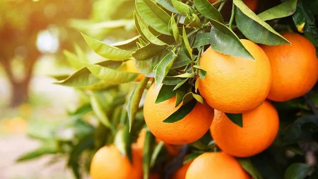 Zimbabwe citrus export earnings rise 69%&hellip;
