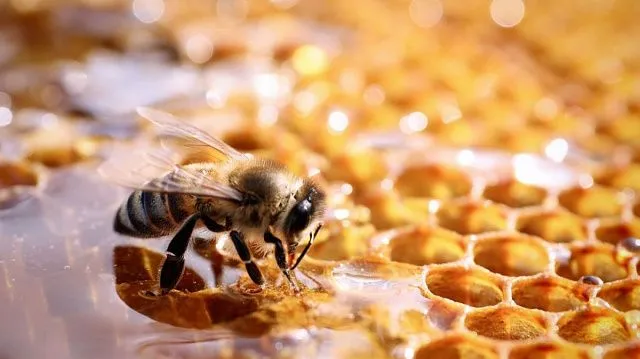 Honey production in Oman’s Al Batinah&hellip;