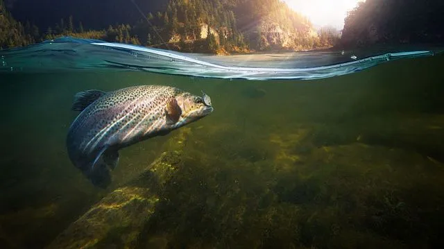 Chinese scientists discover new freshwater fish…