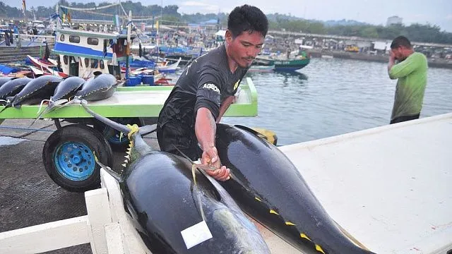 Indonesia exports frozen tuna fillets from&hellip;