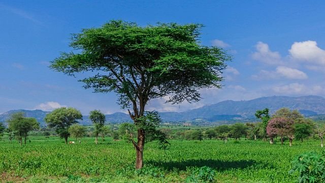 Ethiopia uses satellites to monitor how…