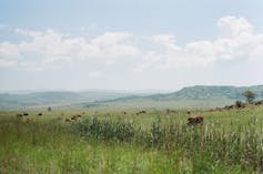 How white farmers still dominate land&hellip;