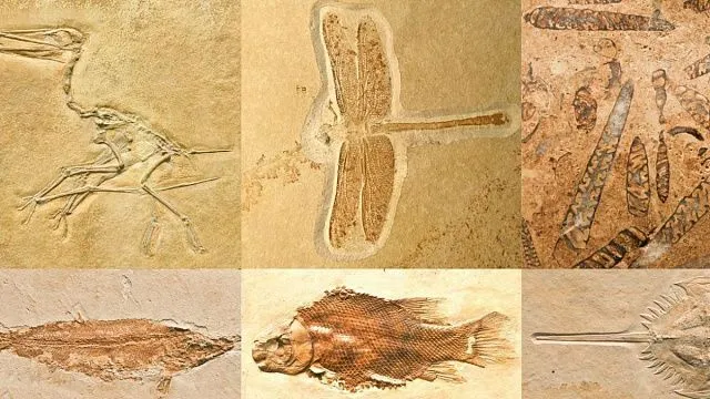 Fossils of multicellular animals discovered in&hellip;