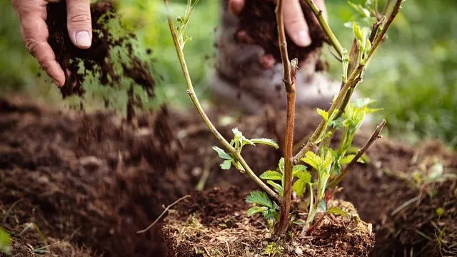 Kazakhstani citizens plant more than 38,000 trees and shrubs during environmental campaign
