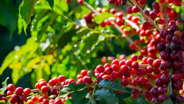 Ethiopia aims to become world’s largest producer of Arabica coffee