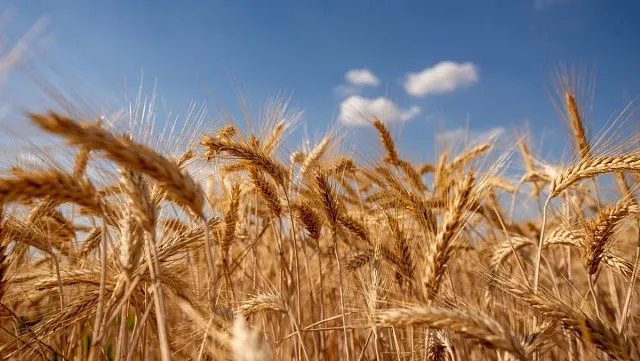 Russian scientists advance seed treatment to&hellip;
