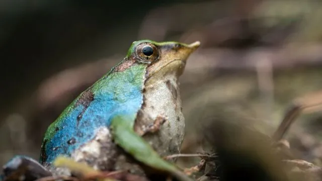 Rare blue Darwin’s frog emerges in&hellip;