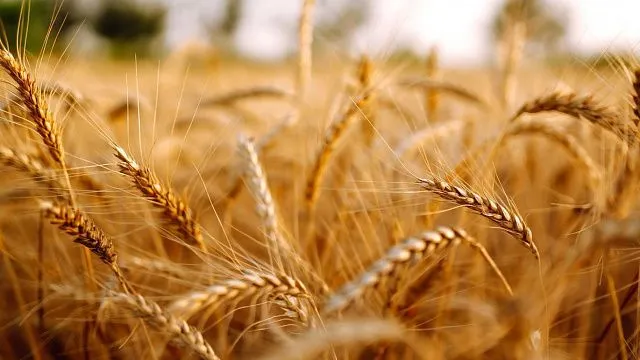 Russia increases wheat exports to Uzbekistan&hellip;