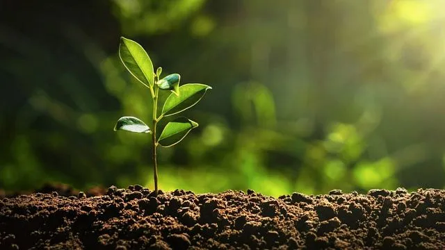 South Africa plants 7 million trees&hellip;
