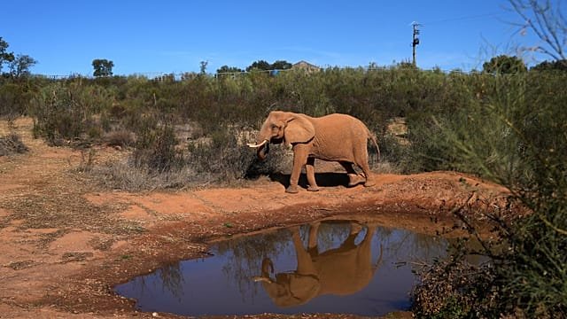 Portugal’s last circus elephant begins a&hellip;