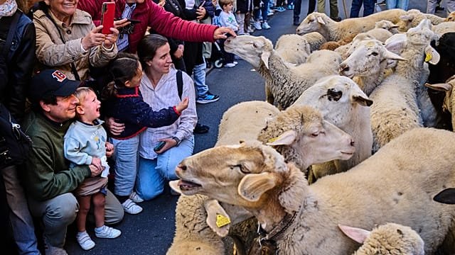Thousands of sheep take over Madrid’s&hellip;