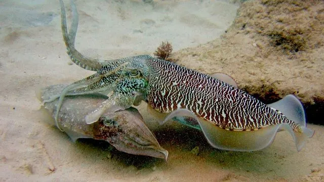 Oman exports 4,500 tonnes of squid&hellip;